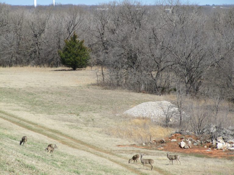 Deer grazing near the Clear Bay Trail, a common wildlife sight.