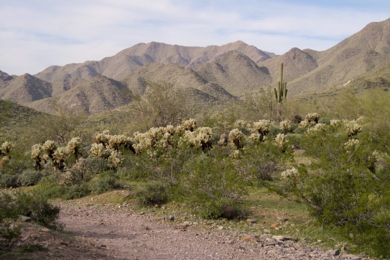 Desert hiking path lined with tall cacti and succulents on the Lost Dog Wash Trail in Arizona.