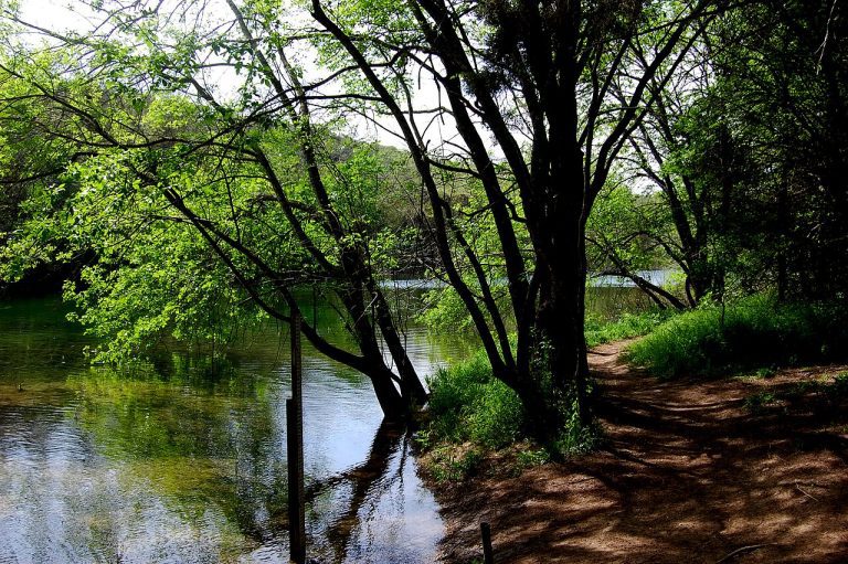 Shaded dirt trail alongside Barton Creek Greenbelt.