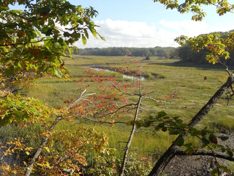 An expansive marsh scene at Cheesequake State Park, typical of the landscapes found along or near the Green Trail Cheesequake. A narrow creek winds through golden and green marsh grasses, framed by trees with scattered fall colors.