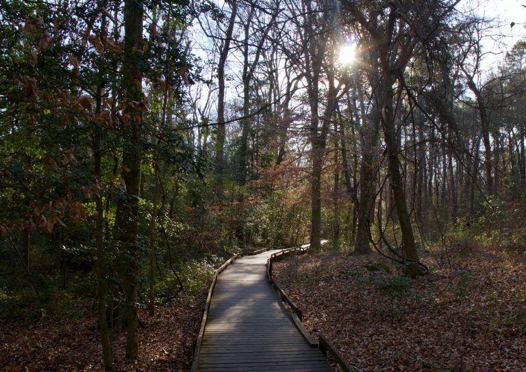 Sunlight filters through tall trees onto the wooden boardwalk loop trail at Congaree National Park in South Carolina, surrounded by forest with fallen leaves.