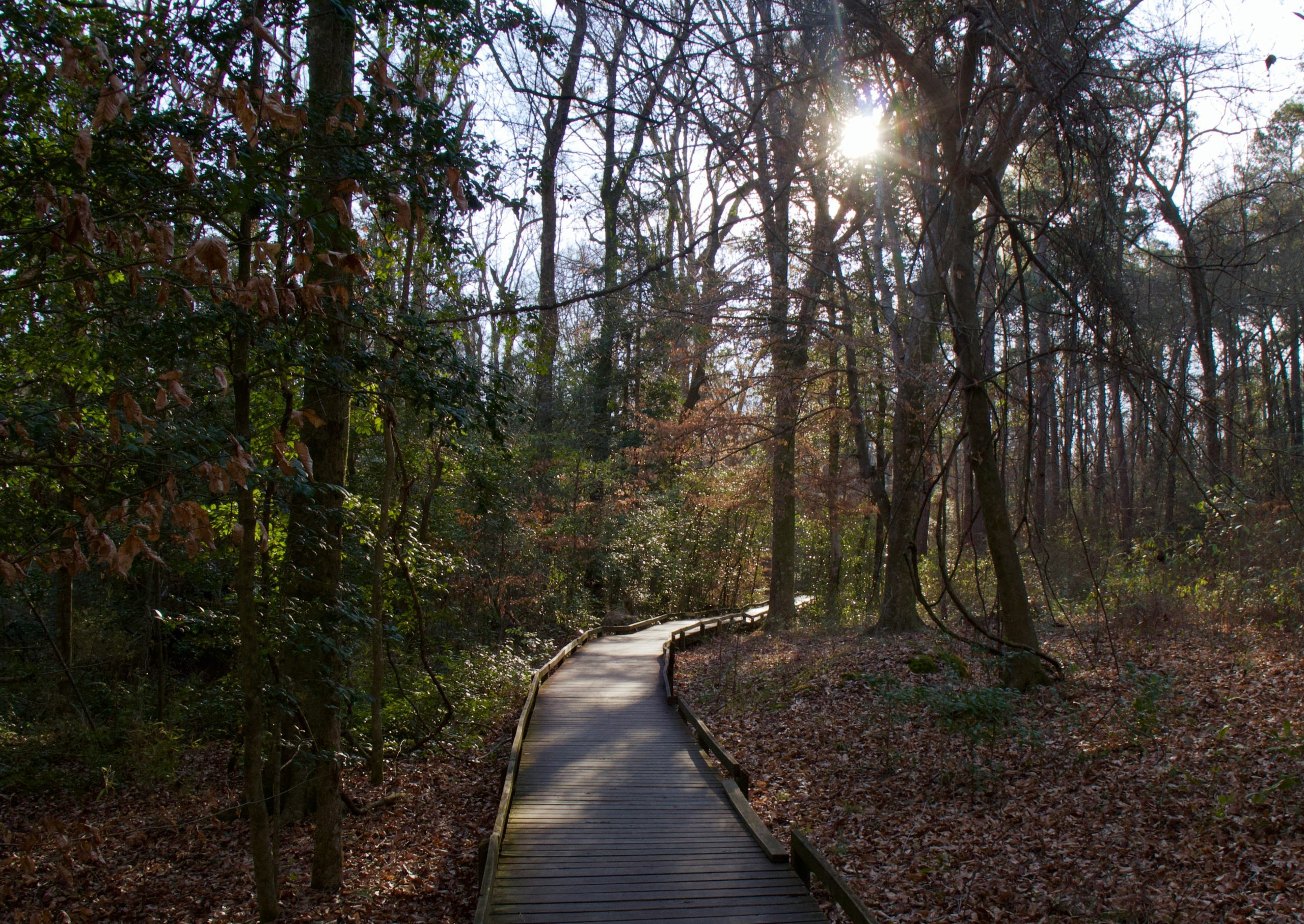 Boardwalk Loop, Congaree National Park, South Carolina