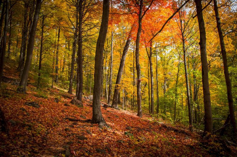 sweeping autumn views where Tower Trail at Sleeping Giant State Park is.